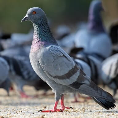 CONTROL DE AVES